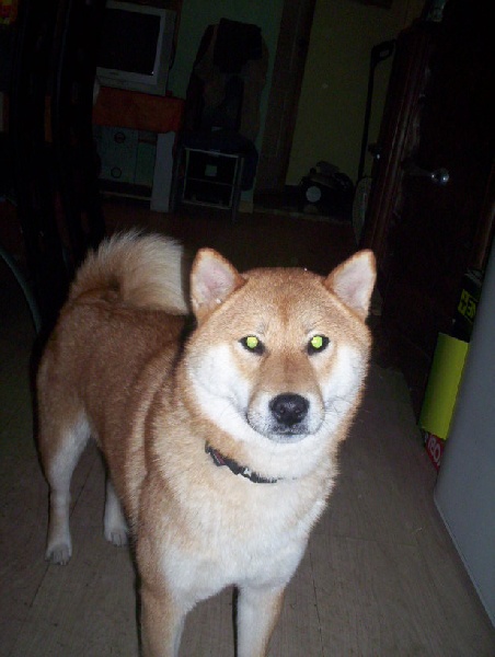 Izuni Des Shibasetnous