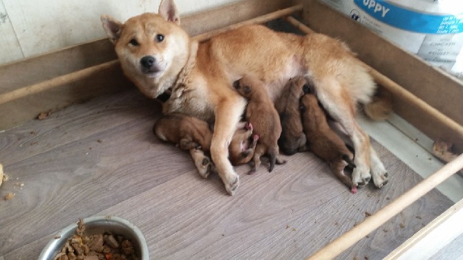 naissance chiots shiba inu 